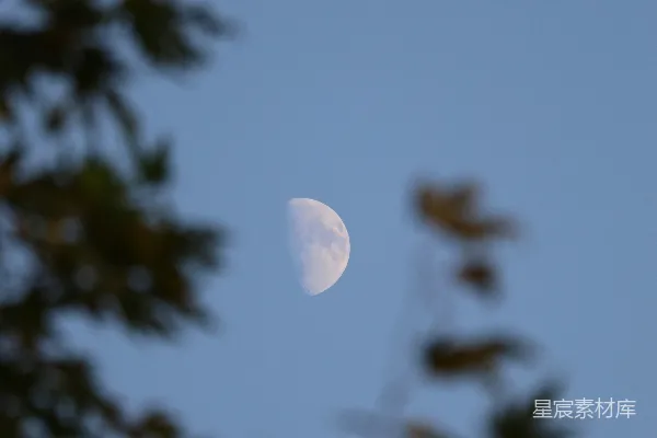 高清摄影 月光与枝叶的静谧夜晚