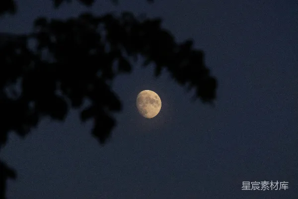高清摄影 月夜下的树影