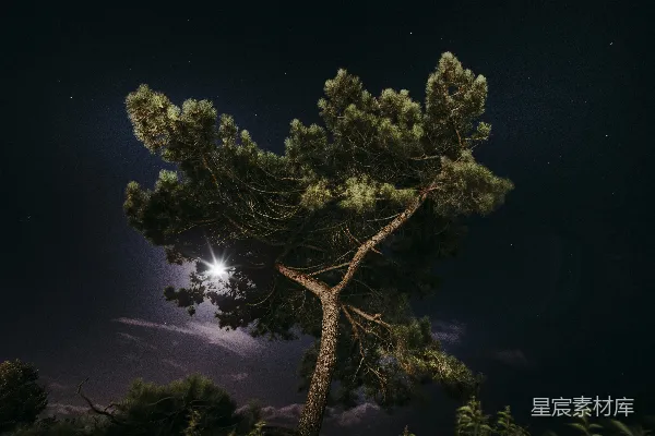 高清摄影 夜空下的松树