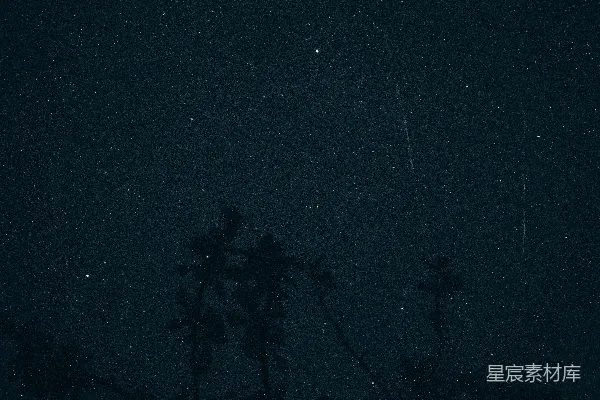 高清摄影 夜色中的树影