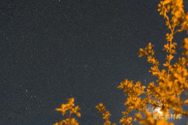 高清摄影 夜空下的树影