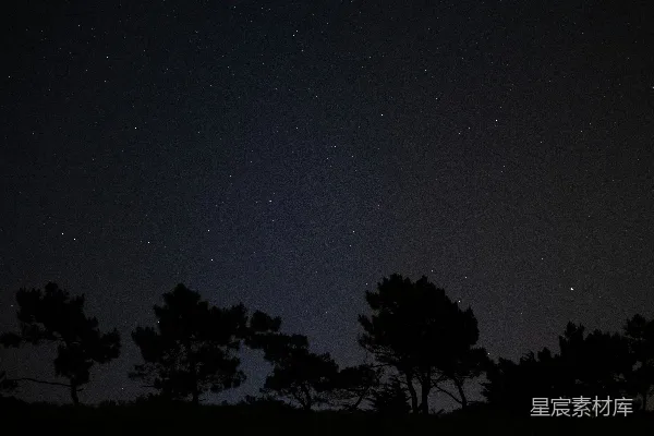 高清摄影 夜空下的松树剪影