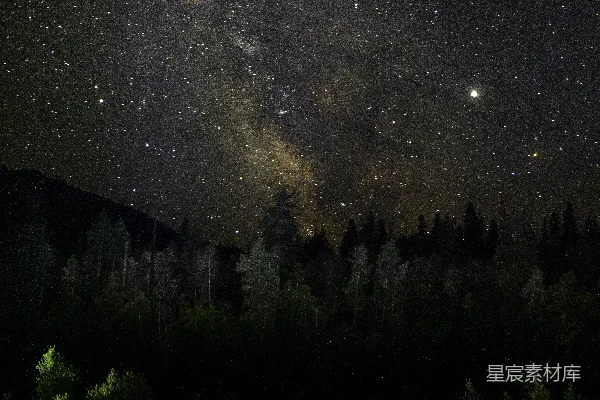 高清摄影 夜空下的森林