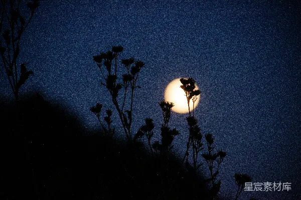 高清摄影 夜空中的月亮与植物剪影