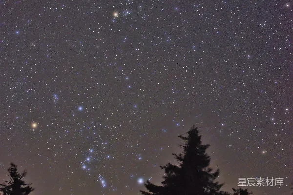 高清摄影 冬夜星空下的松林