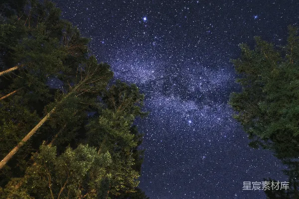 高清摄影 夜空中银河与松树