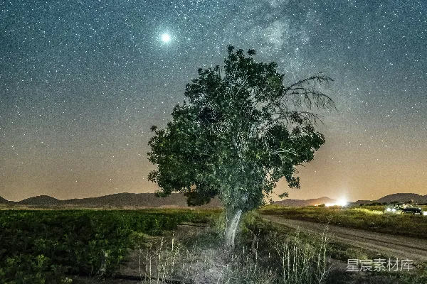 高清摄影 夜空下的孤树