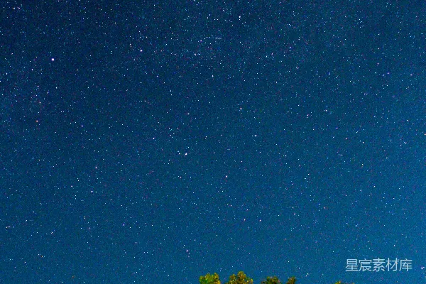 高清摄影 夜空下的树梢