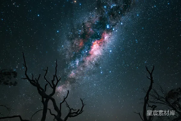 高清摄影 夜空下的孤独树