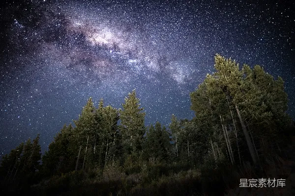 高清摄影 夜空下的森林：银河与树梢的交响