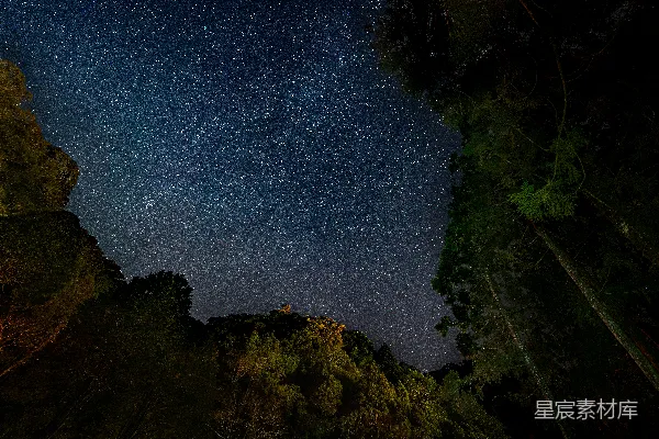 高清摄影 璀璨星空下的森林