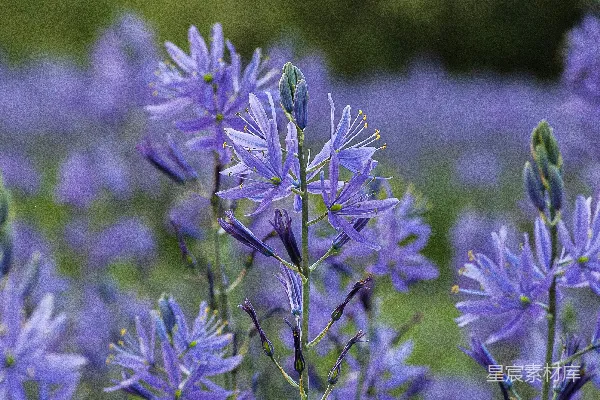 高清摄影 紫色花海：自然之美