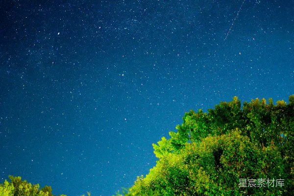 高清摄影 夜空下的树梢