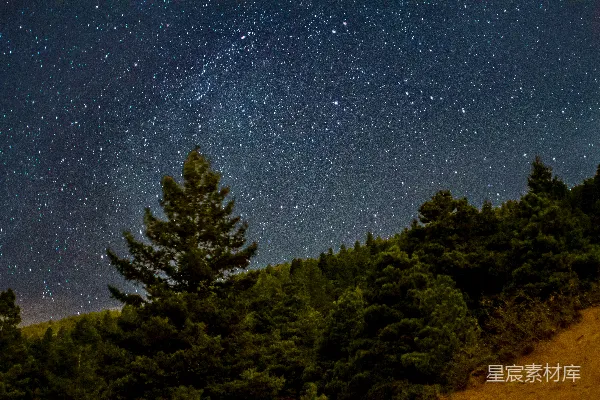 高清摄影 夜空下的森林