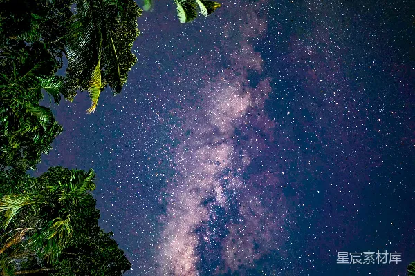 高清摄影 夜空下的银河与椰树