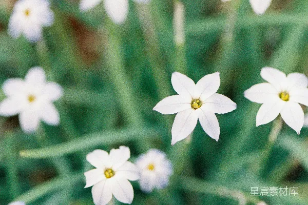 高清摄影 初春的白色花朵