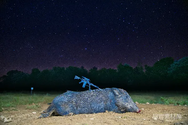 高清摄影 夜空下的猎获野猪