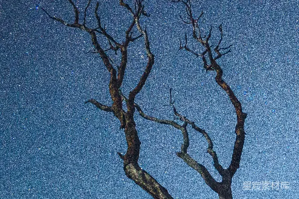 高清摄影 夜空下的枯树