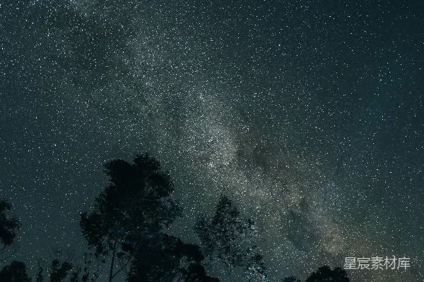 高清摄影 夜空下的森林