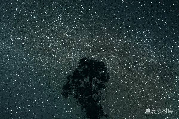 高清摄影 夜空下的树影