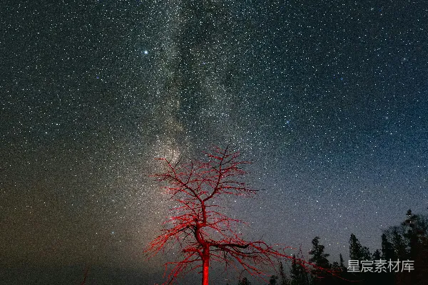 高清摄影 夜空下的孤独树