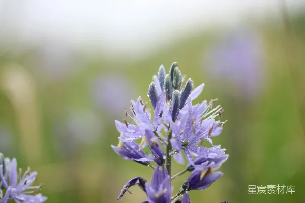 高清摄影 雨后紫色花朵特写