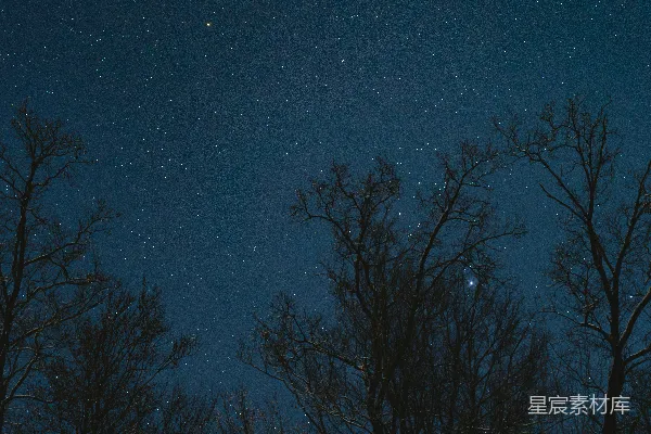 高清摄影 冬夜星空下的枯树剪影