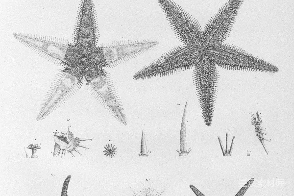 高清摄影 海洋生物：海星的多样性