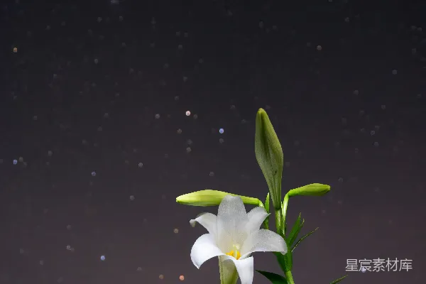 高清摄影 星空下的百合