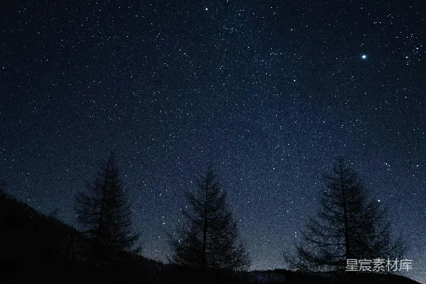 高清摄影 夜空下的松树