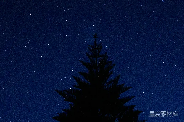 高清摄影 夜空下的松树剪影