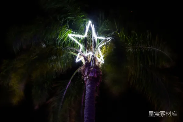 高清摄影 夜晚灯光下的椰子树