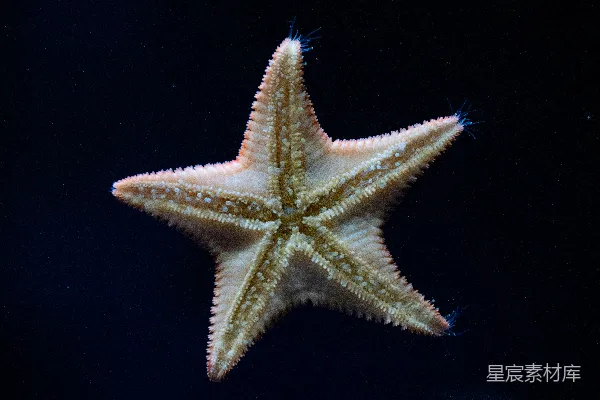 高清摄影 深海海星特写