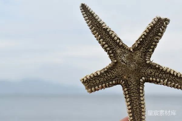 高清摄影 海滩上的海星特写