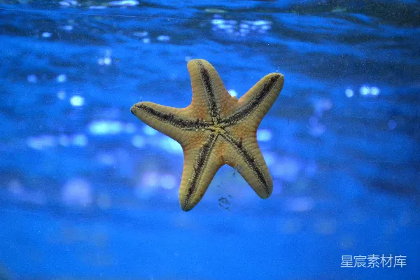 高清摄影 水下的海星