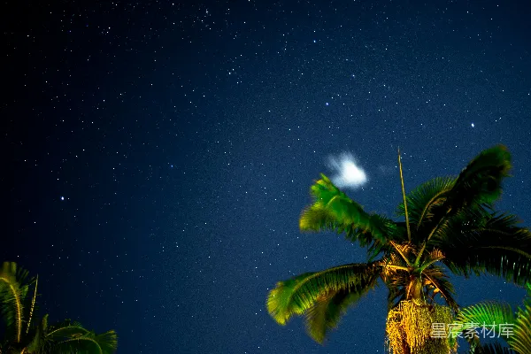 高清摄影 夜空下的椰子树