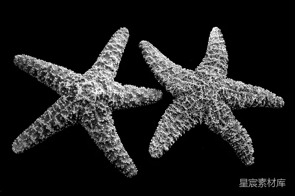 高清摄影 黑白海星