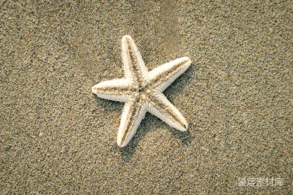 高清摄影 沙滩上的海星