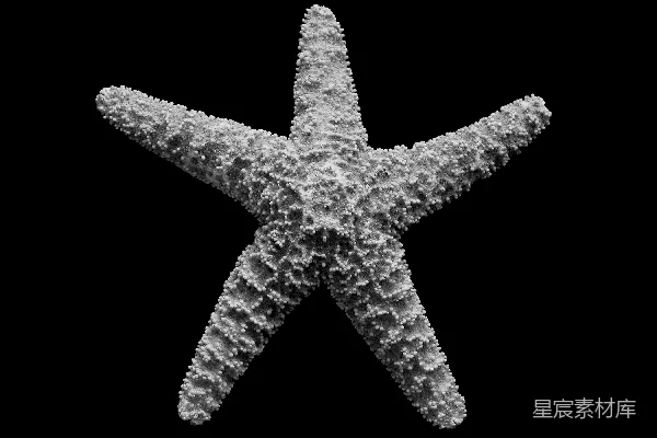 高清摄影 黑白海星
