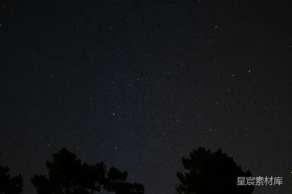 高清摄影 夜空下的松树剪影