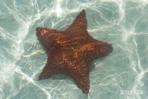 高清摄影 海星的倒影