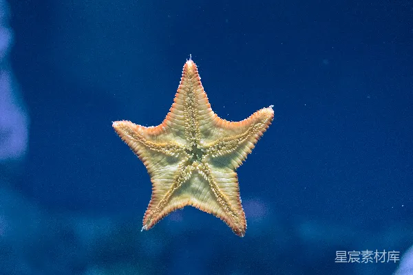 高清摄影 深海星芒
