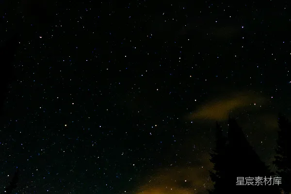 高清摄影 夜空下的松林