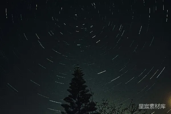 高清摄影 星轨与松树的夜晚