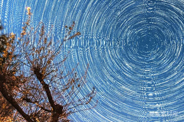 高清摄影 星轨与枯树的夜空奇观