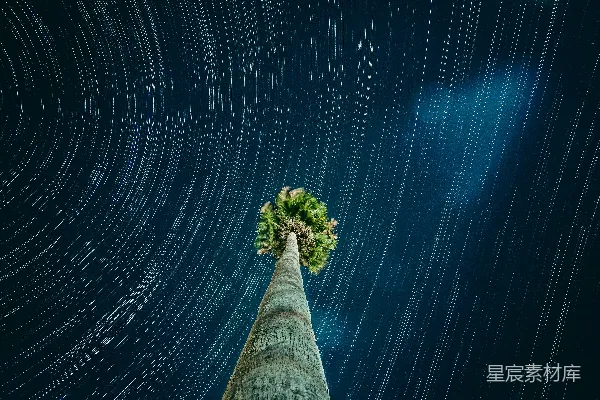 高清摄影 星轨下的棕榈树