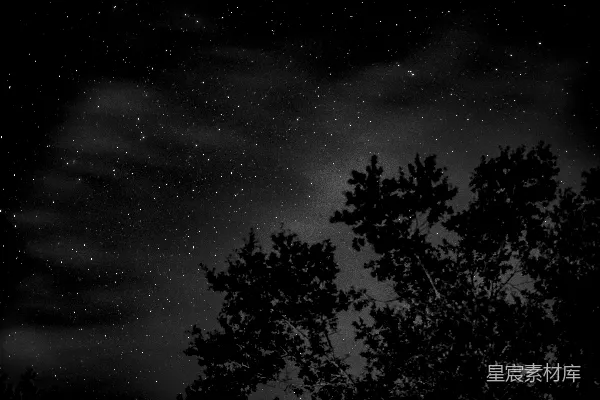 高清摄影 夜空下的树影