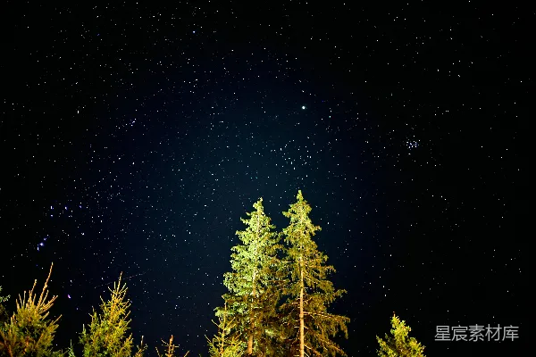 高清摄影 夜空中繁星点点与松树的宁静