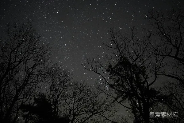 高清摄影 夜空下的树影