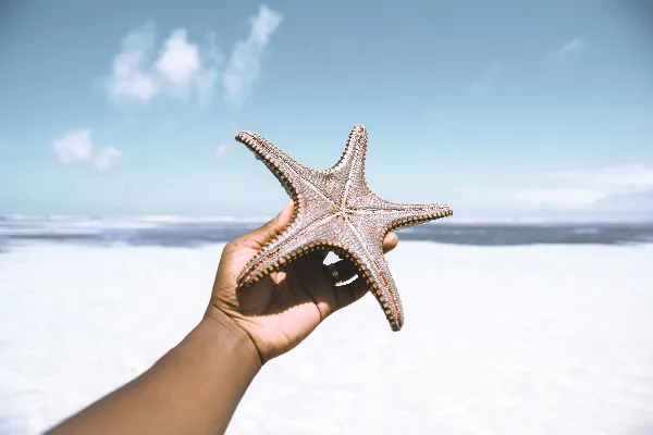 高清摄影 手捧海星的海滩